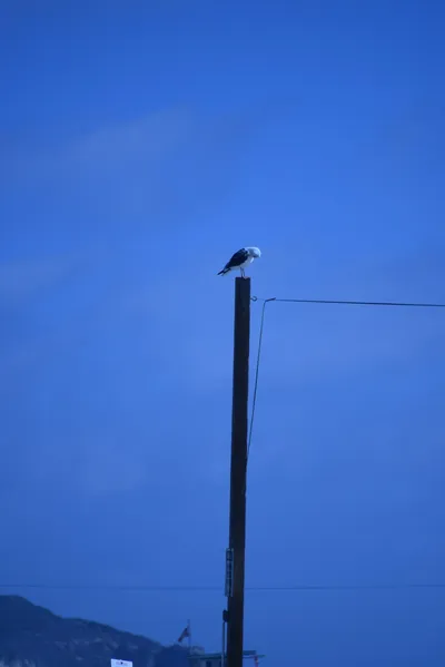 DSC_4981 (Large).JPG